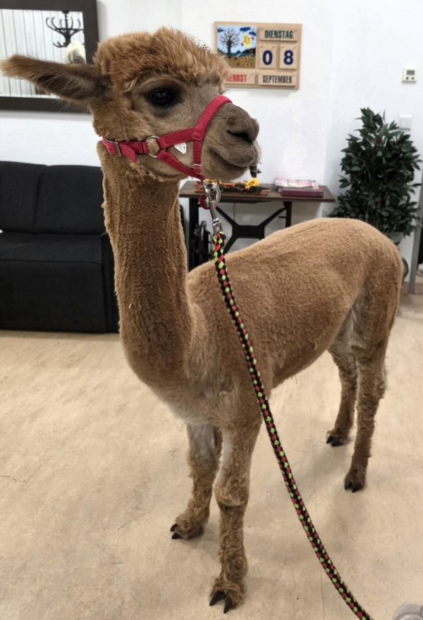 Ein Alpaka steht in einem Wohnzimmer.