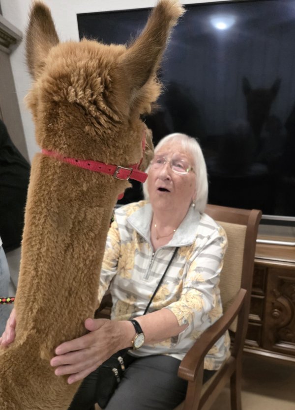 Eine Seniorin sitzt vor einem Alpaka, hält dessen Hals und schaut es erstaunt an.